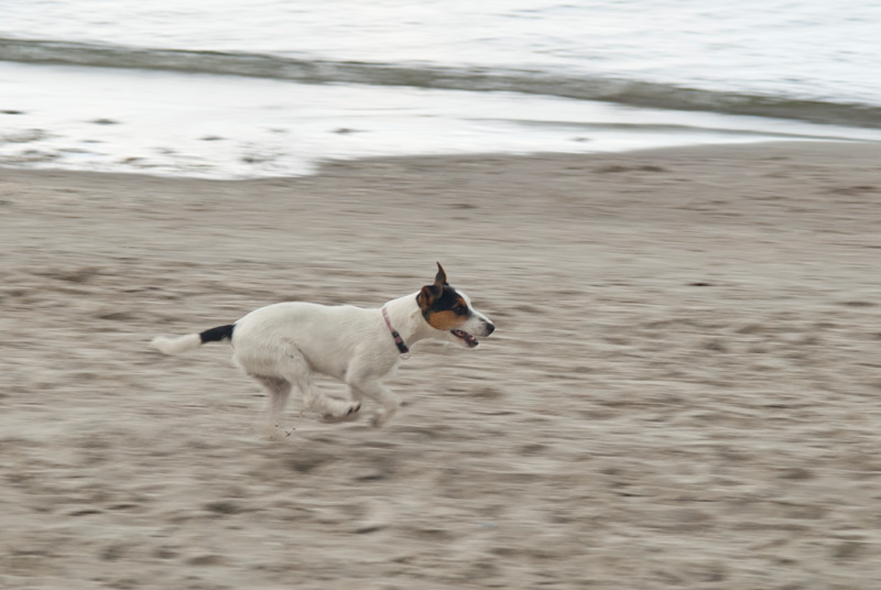 Parson Russell Terrier Akka von den Elmwirschen