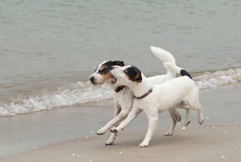 Parson Russell Terrier Akka von den Elmwirschen