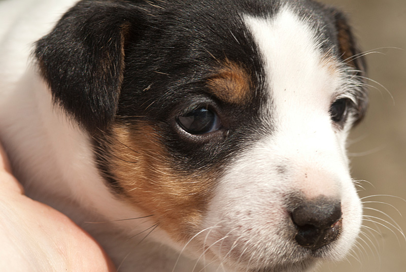 Parson Russell Terrier Hündin Akka von den Elmwirschen