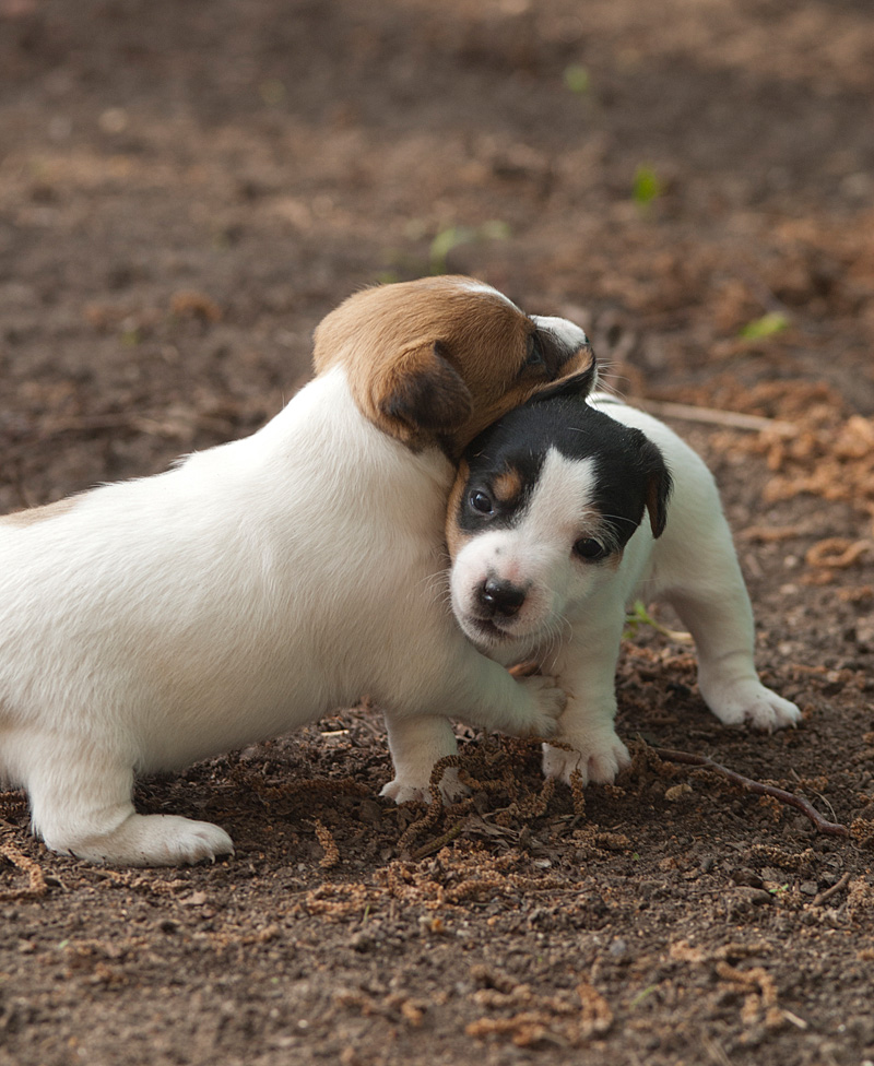 Parson Russell Terrier Akka und Atta von den Elmwirschen