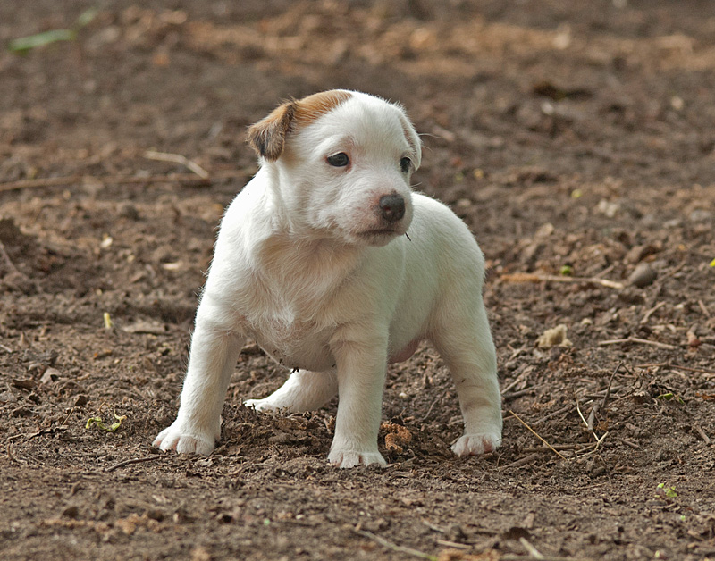 Parson Russell Terrier Anni von den Elmwirschen