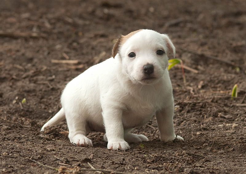 Parson Russell Terrier Anni von den Elmwirschen