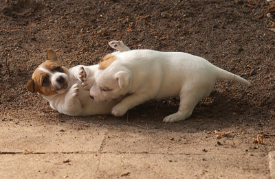 Parson Russell Terrier Anni und Atta von den Elmwirschen