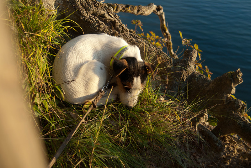 Parson Russell Terrier Hündin Akka von den Elmwirschen