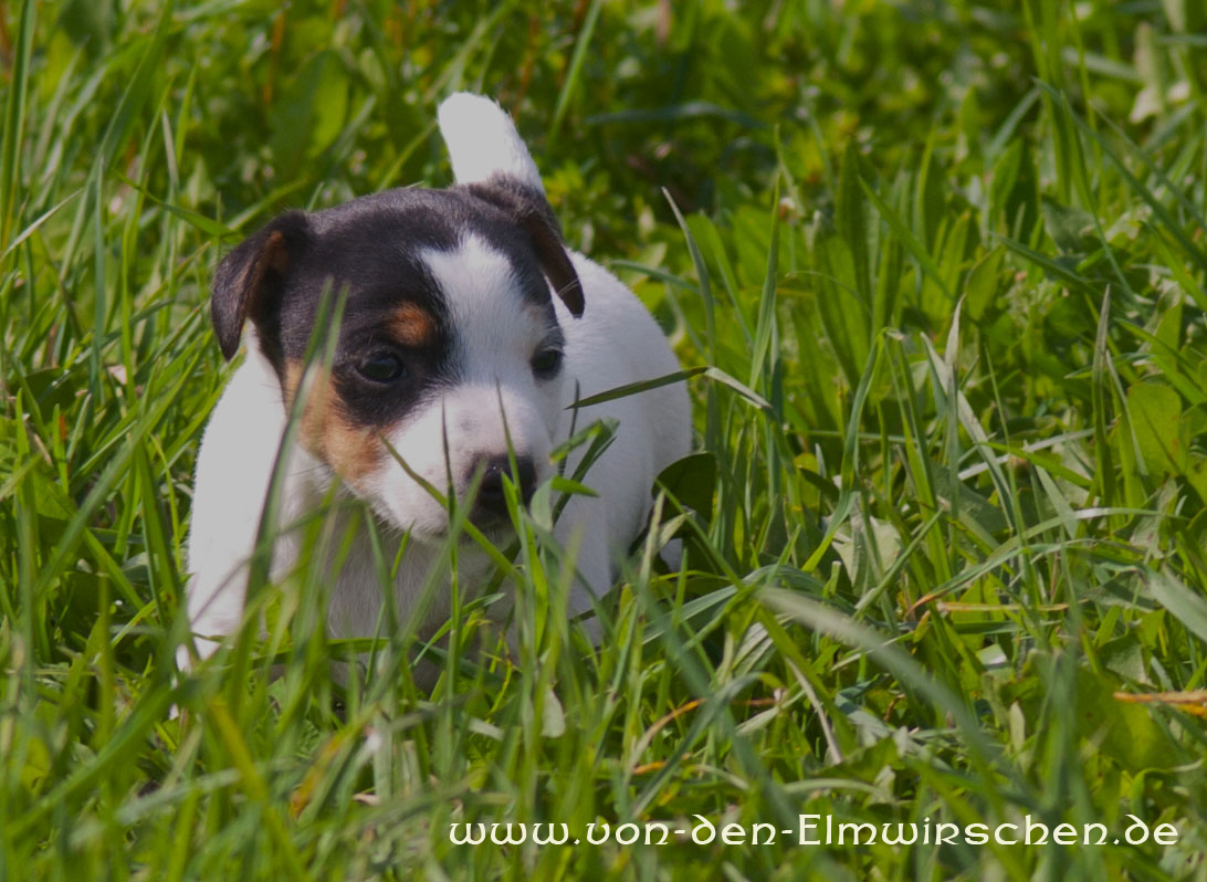 Parson Russell Terrier Hündin Akka von den Elmwirschen