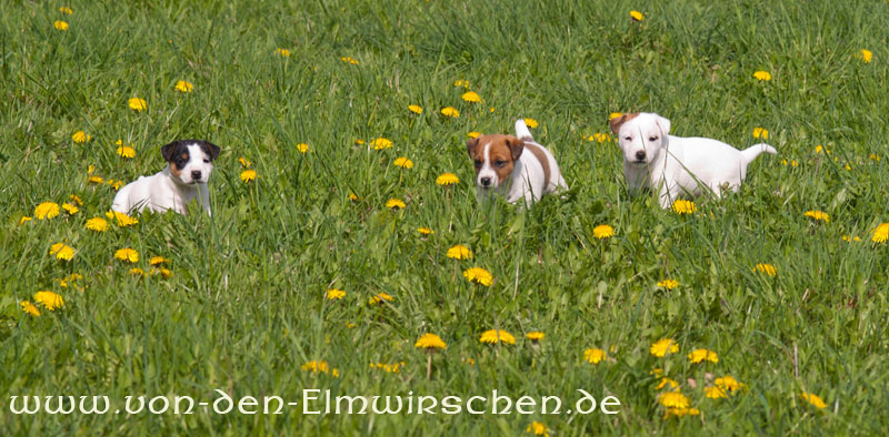 Parson Russell Terrier Akka und Atta von den Elmwirschen