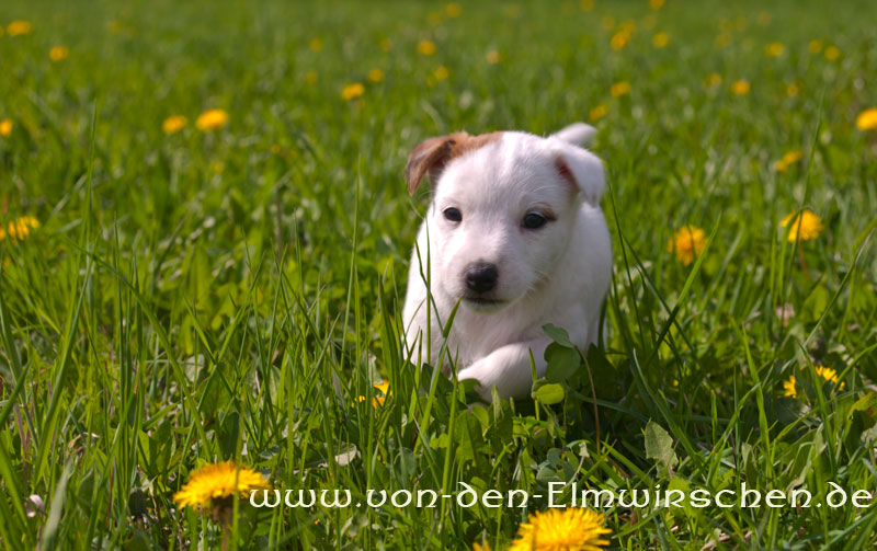 Parson Russell Terrier Anni von den Elmwirschen