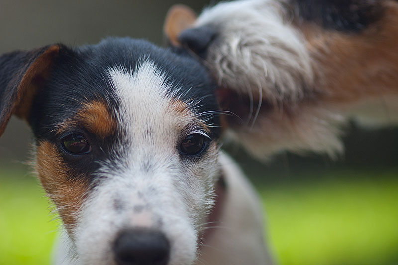 Parson Russell Terrier Hündin Akka von den Elmwirschen