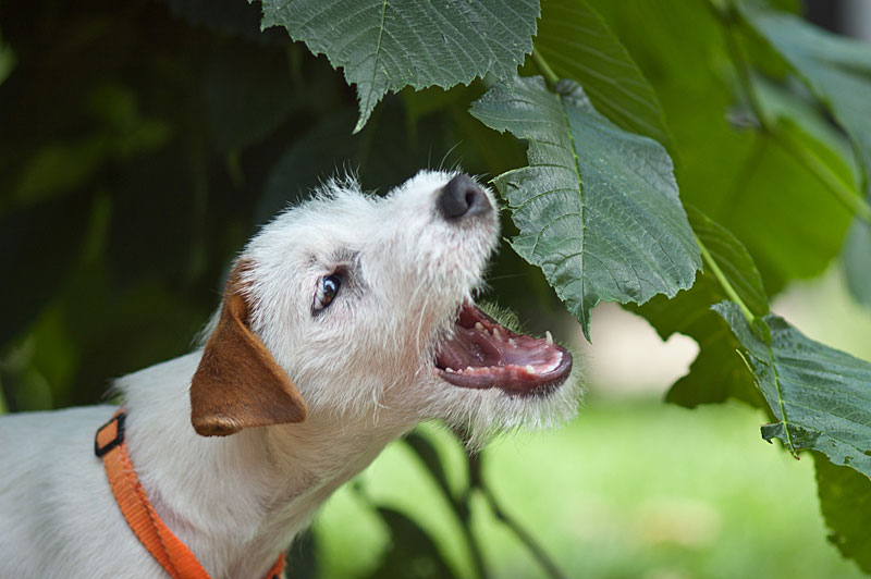 Parson Russell Terrier Anni von den Elmwirschen