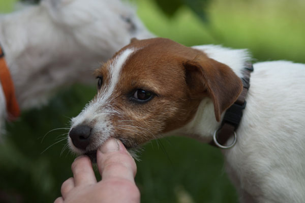 Parson Russell Terrier Atta von den Elmwirschen