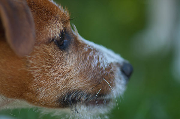 Parson Russell Terrier Atta von den Elmwirschen