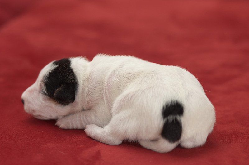 Parson Russell Terrier Hündin Akka von den Elmwirschen