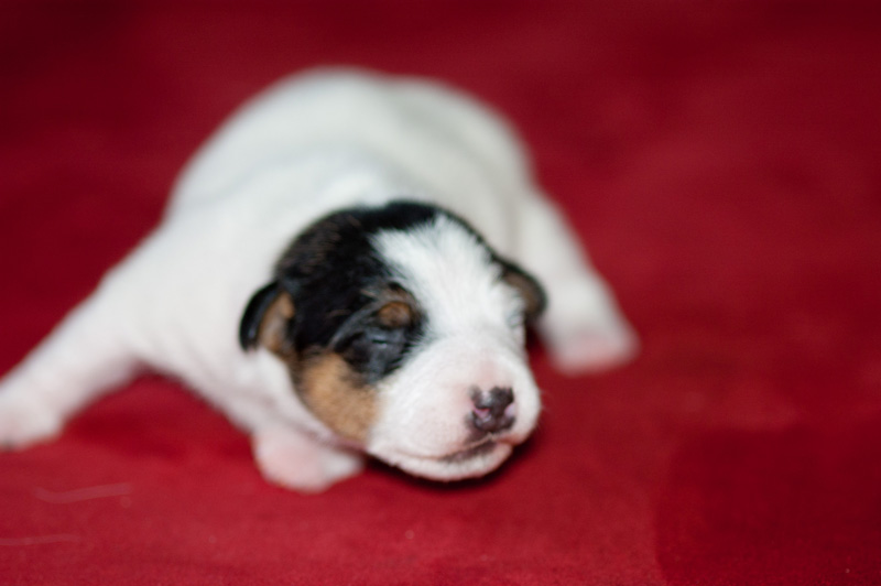 Parson Russell Terrier Hündin Akka von den Elmwirschen