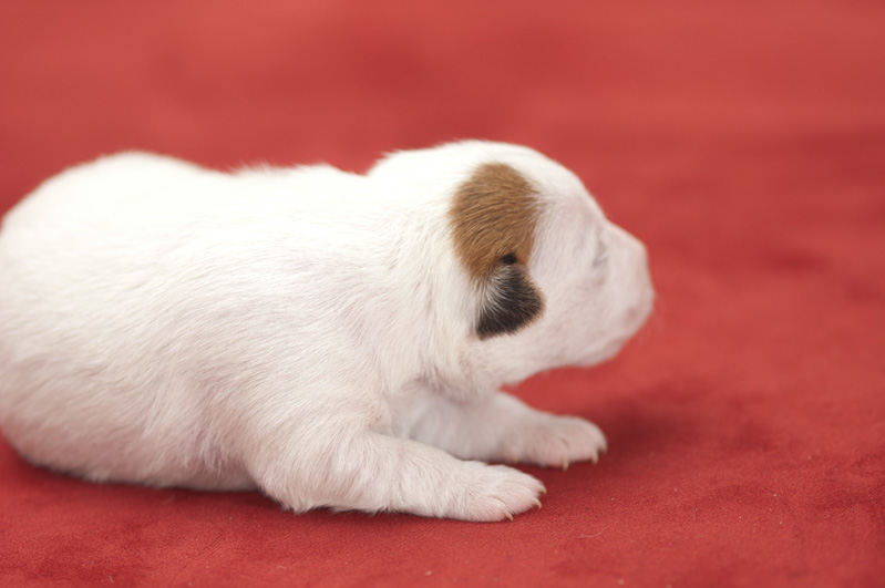 Parson Russell Terrier Anni von den Elmwirschen
