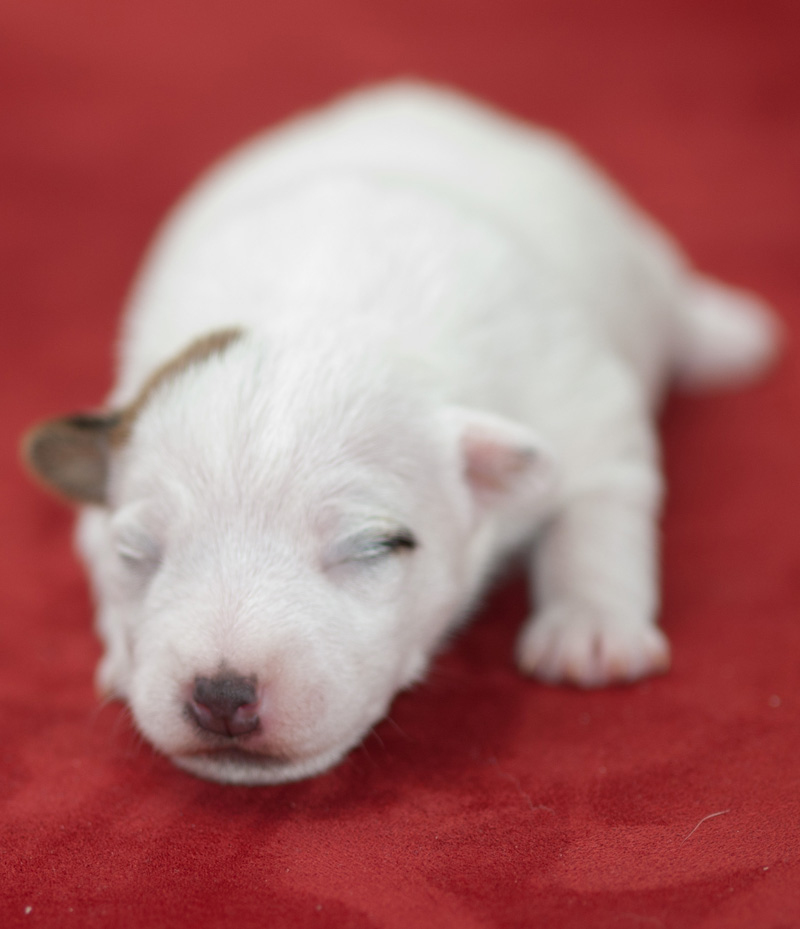 Parson Russell Terrier Anni von den Elmwirschen