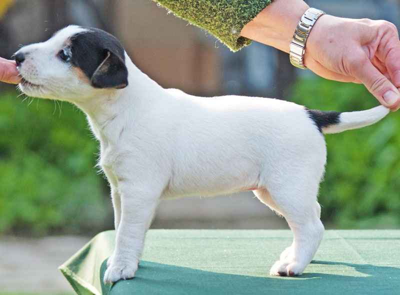 Parson Russell Terrier Hündin Akka von den Elmwirschen