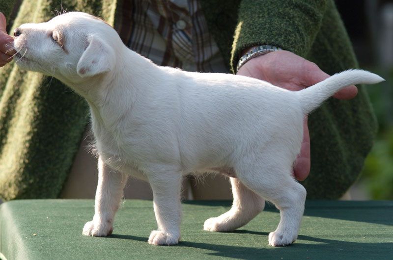 Parson Russell Terrier Anni von den Elmwirschen