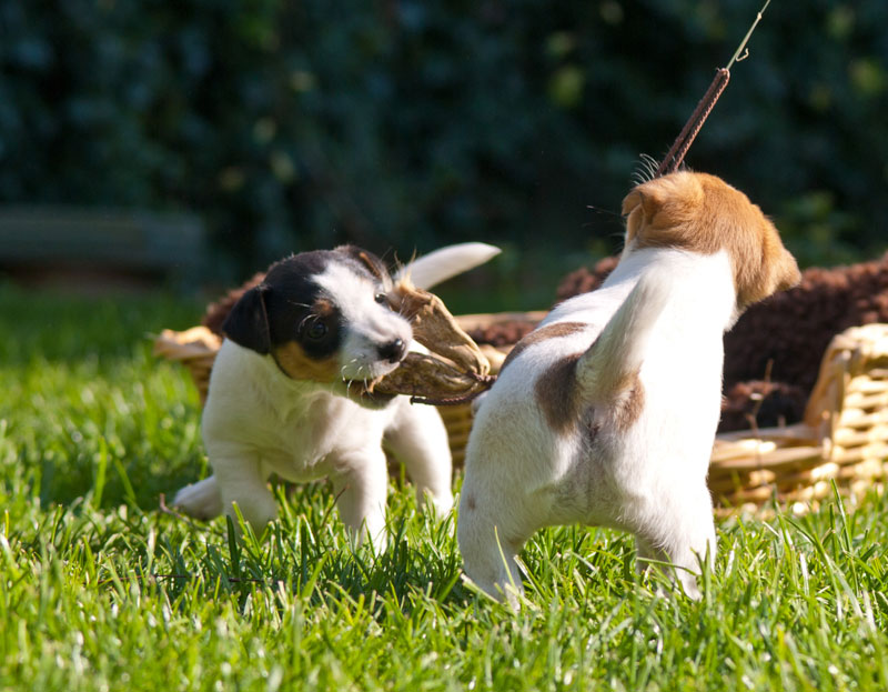 Parson Russell Terrier Hündin Akka von den Elmwirschen