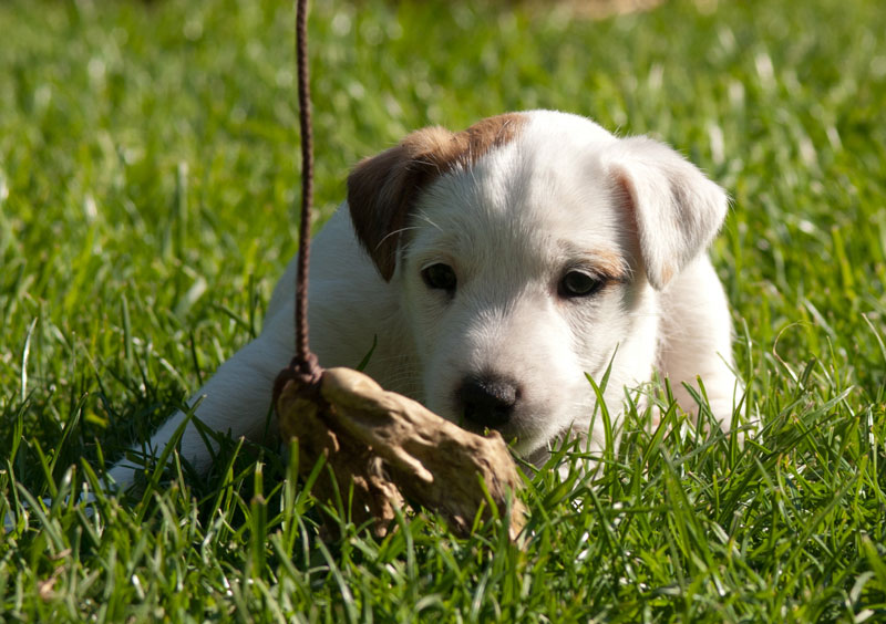 Parson Russell Terrier Anni von den Elmwirschen