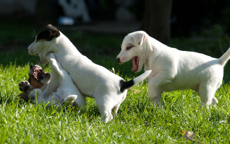 Parson Russell Terrier Akka, Anni und Atta von den Elmwirschen