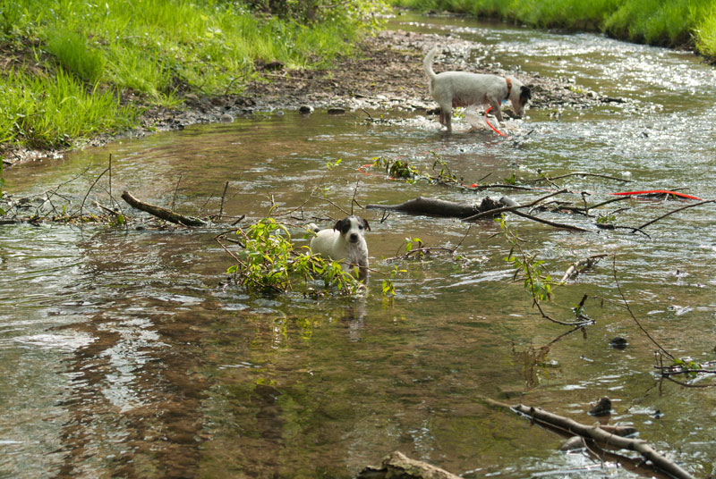 Parson Russell Terrier Hündin Akka von den Elmwirschen