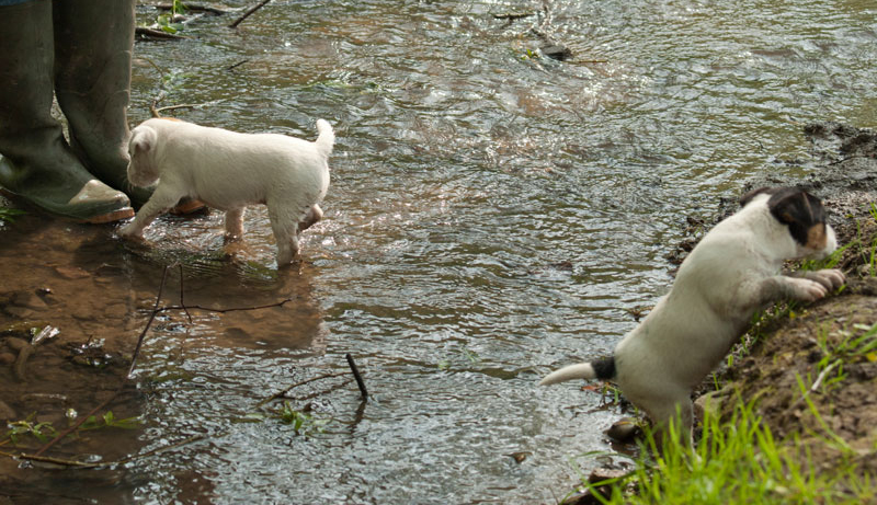 Parson Russell Terrier Anni von den Elmwirschen