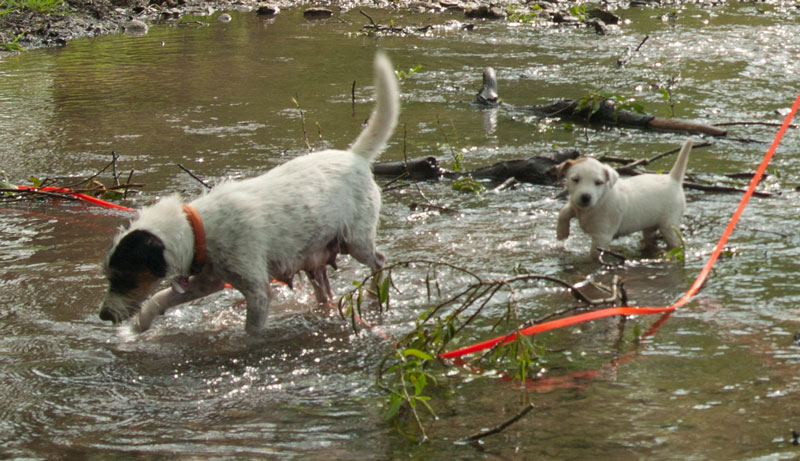 Parson Russell Terrier Anni von den Elmwirschen