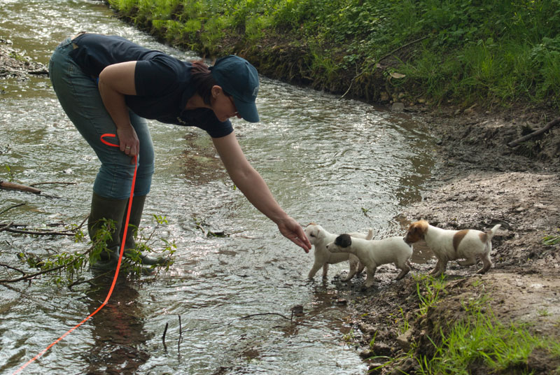 Parson Russell Terrier Akka, Anni und Atta von den Elmwirschen