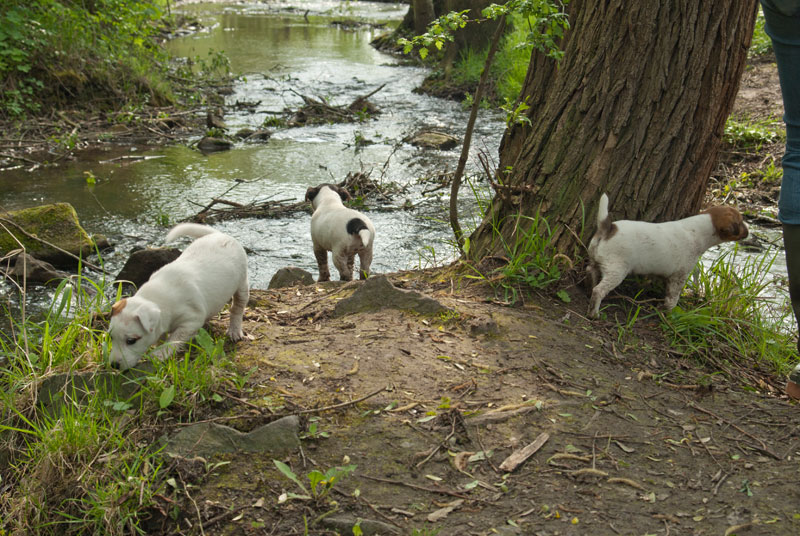 Parson Russell Terrier Akka, Anni und Atta von den Elmwirschen