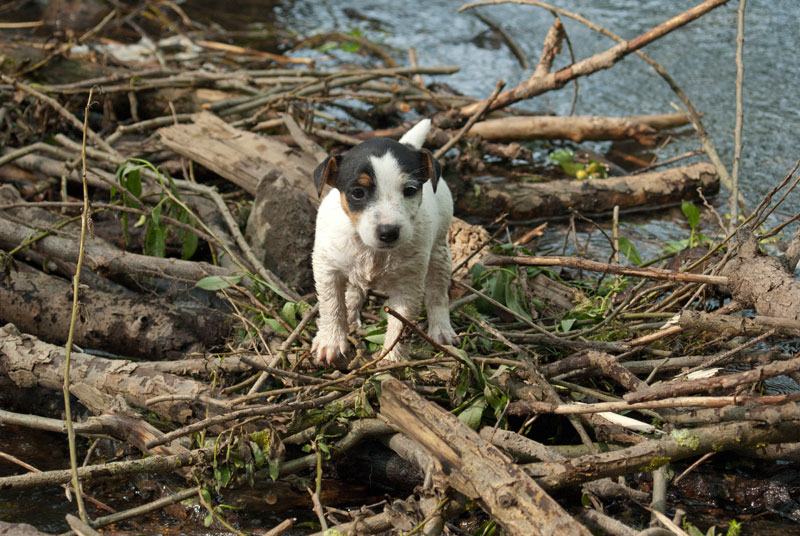 Parson Russell Terrier Hündin Akka von den Elmwirschen