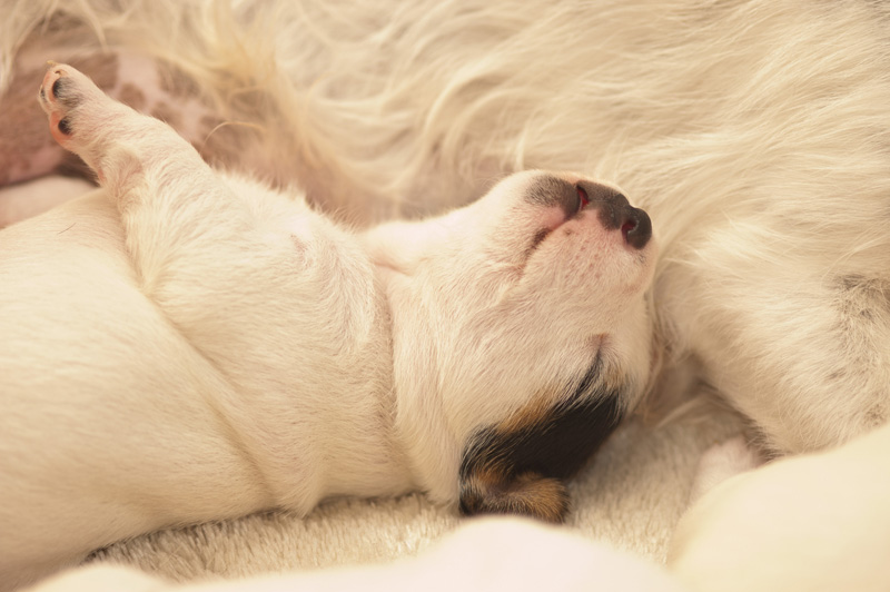 Parson Russell Terrier Hündin Akka von den Elmwirschen