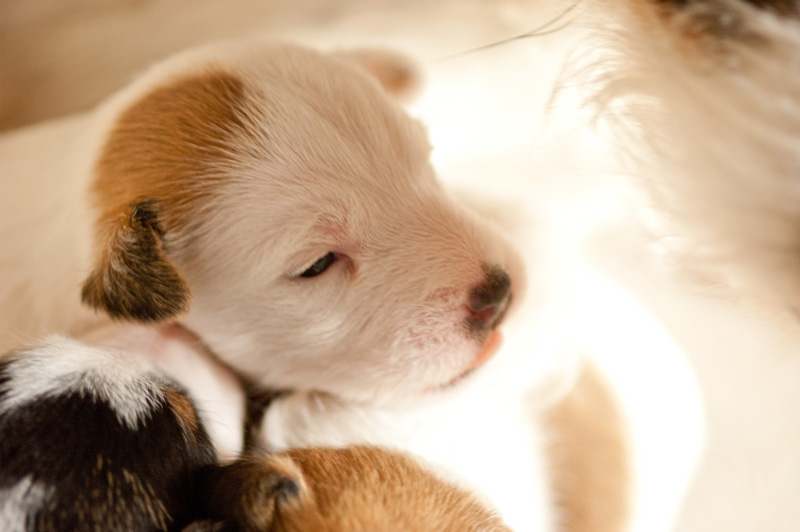 Parson Russell Terrier Anni von den Elmwirschen