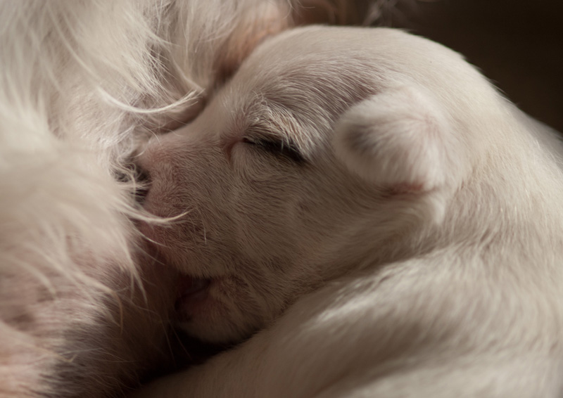 Parson Russell Terrier Anni von den Elmwirschen