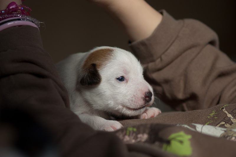 Parson Russell Terrier Anni von den Elmwirschen