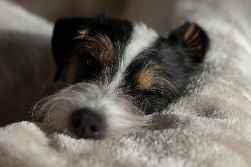 Parson Russell Terrier Elmwirschens Grace Kelly of Ascania