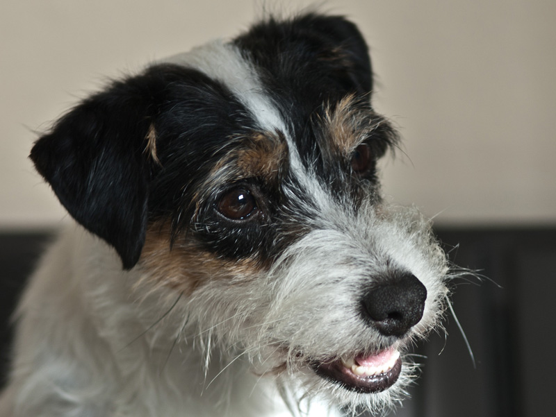 Parson Russell Terrier Grace Kelly of Ascania