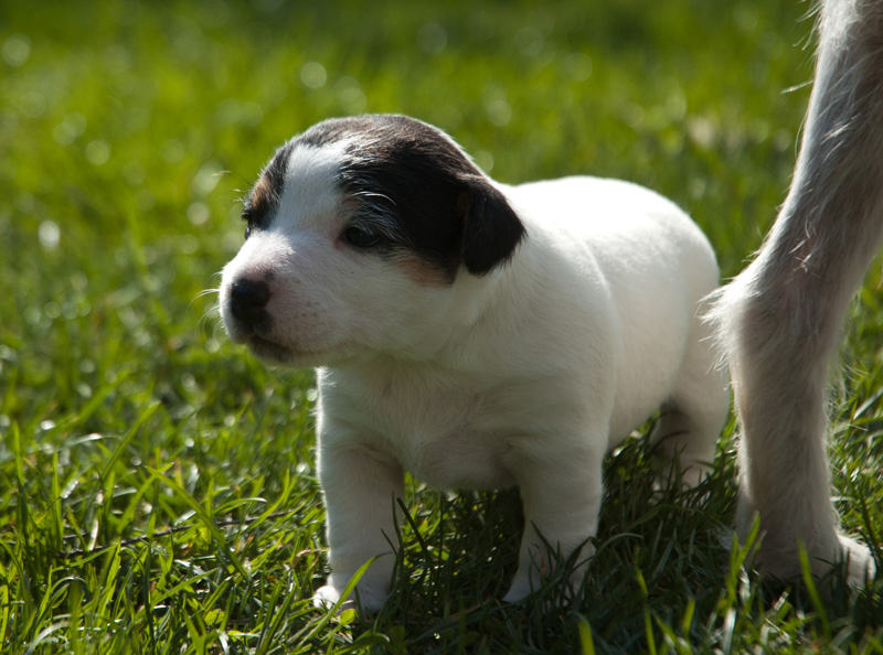 Parson Russell Terrier Hündin Akka von den Elmwirschen