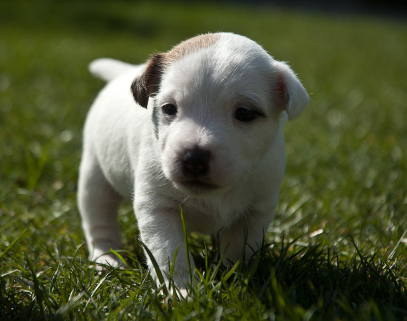 Parson Russell Terrier Anni von den Elmwirschen