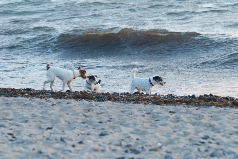 Terrier in der Brandung