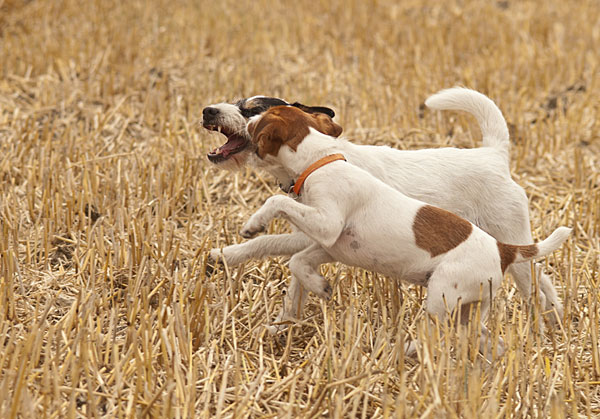 Parson Russell Terrier Atta von den Elmwirschen