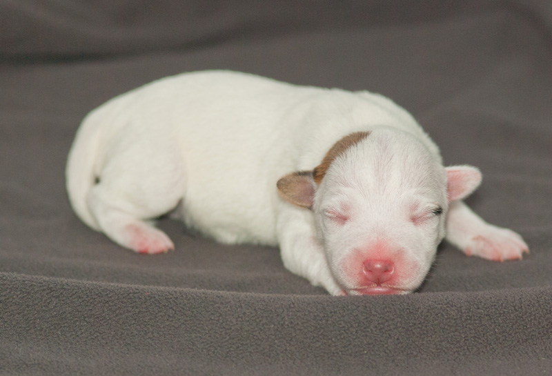 Parson Russell Terrier Hündin 1