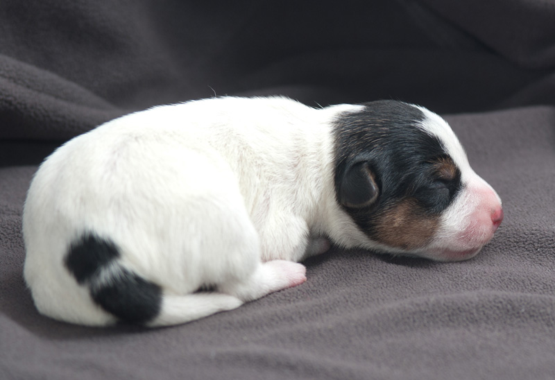 Parson Russell Terrier Hündin 2