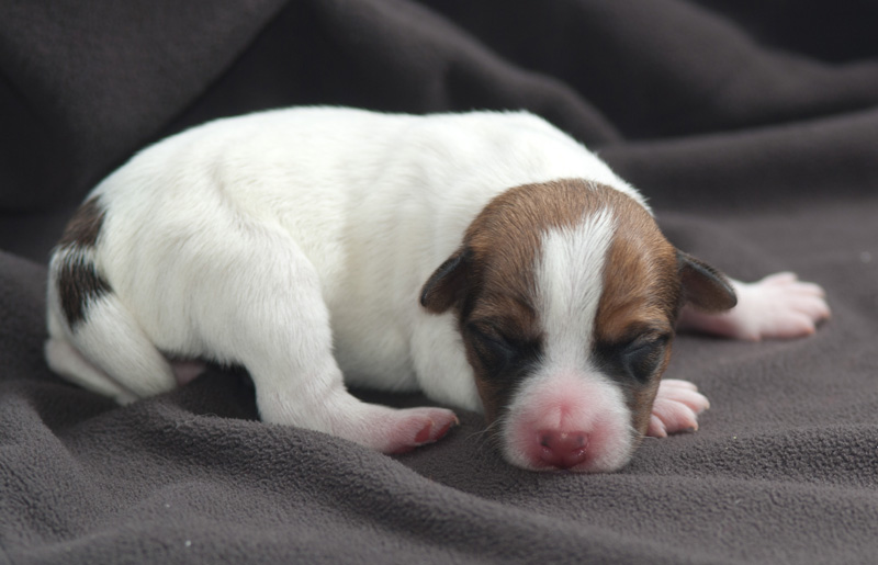 Parson Russell Terrier Hündin 3