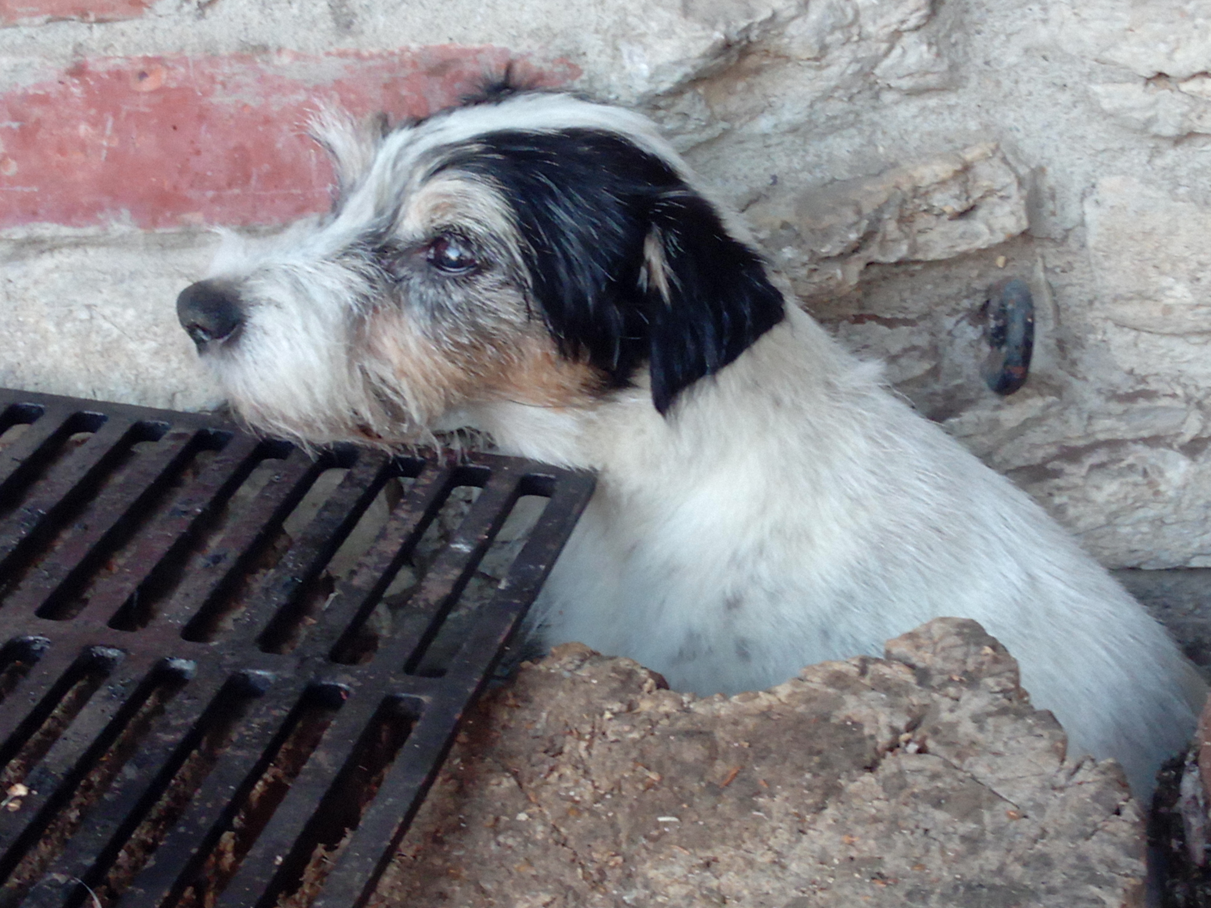 Parson Russell Terrier