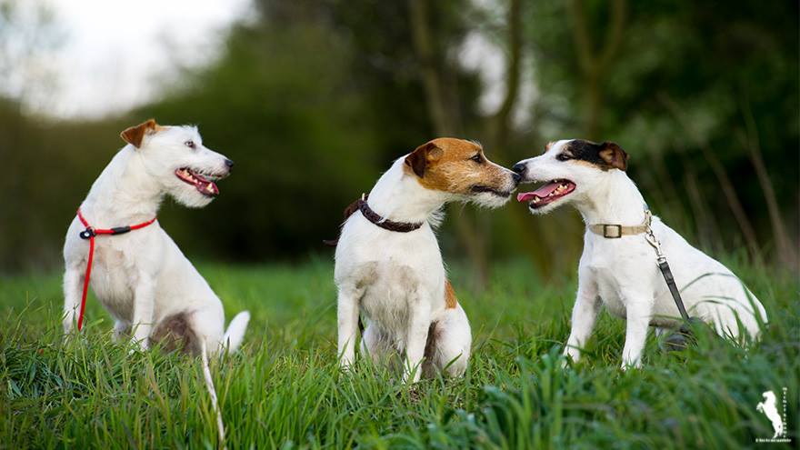 Parson Russell Terrier A-Wurf