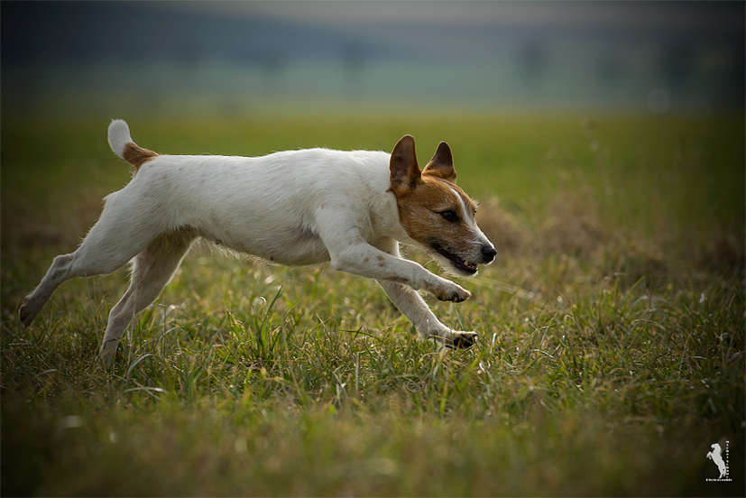 Parson Russell Terrier Atta von den Elmwirschen