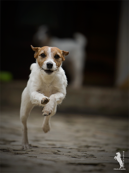 Parson Russell Terrier Atta von den Elmwirschen