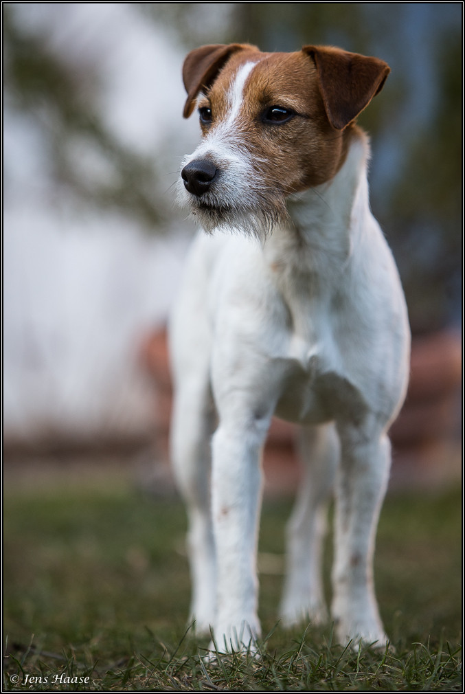 Parson Russell Terrier Atta von den Elmwirschen