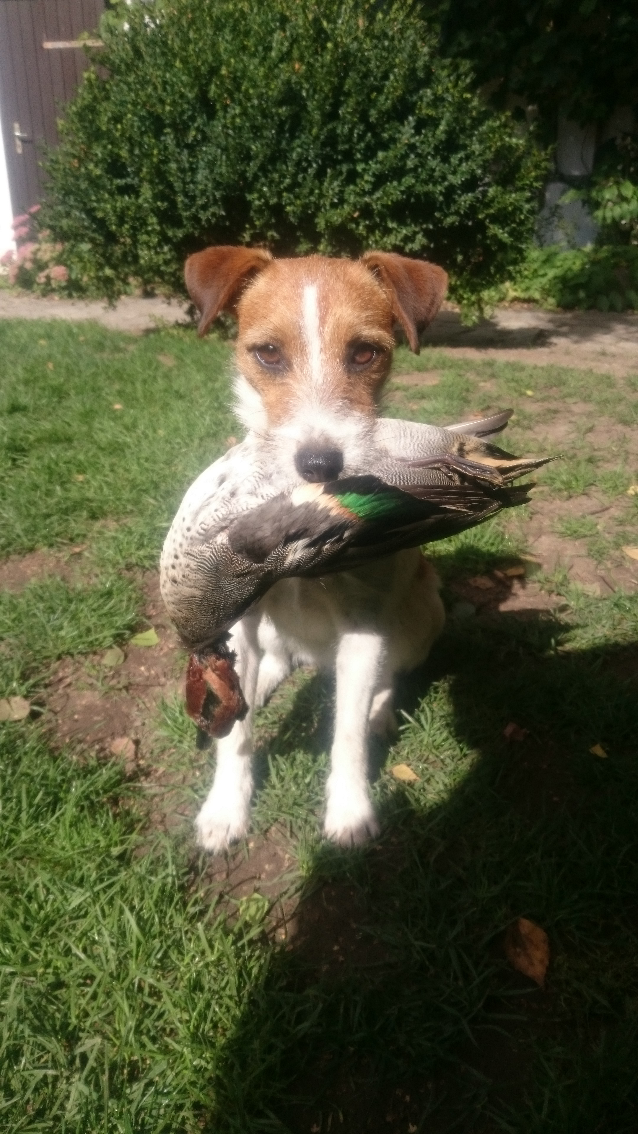 Parson Russell Terrier Atta von den Elmwirschen