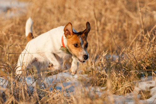 Parson Russell Terrier Atta von den Elmwirschen